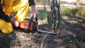 How Our Tree Care Process Works  in Longview, TX